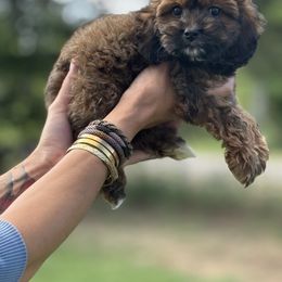 Girl 2 - Sable and white female Cockapoo puppy in Indiahoma, Oklahoma from Diva's  Poodle and Doodles