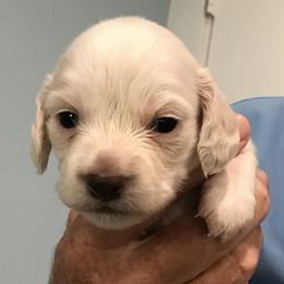 AKC Girl - Cream female Dachshund puppy in Bolivar Peninsula, Texas from A and G Dachsunds