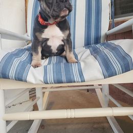English Bulldog and French Bulldog Puppies from AdoraBull Bulldogs