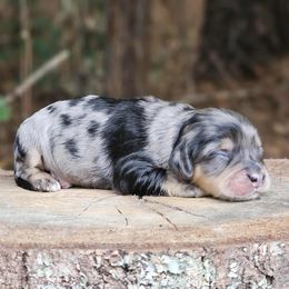 Hazel - Merle female Cockapoo puppy in Louisburg, North Carolina from Raven Oak's Mini Cockapoos