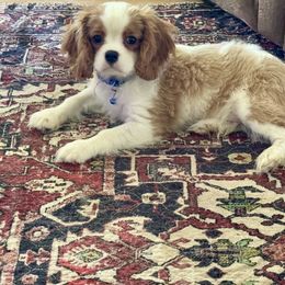 Buddy Love - Blenheim male Cavalier King Charles Spaniel puppy in Shepherdsville, Kentucky from Cavalierkentuckypride