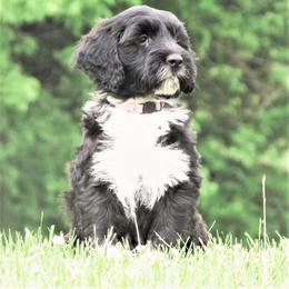 Portuguese Water Dog Puppies from Keehn-Country Porties