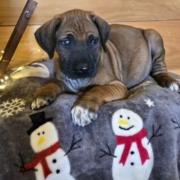 Rafe - Rd whtn blk nose male Rhodesian Ridgeback puppy in Gaffney, South Carolina from Circle D Farms