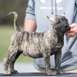 Brindle girl - Tiger Perro de Presa Canario puppy in Leitchfield, Kentucky from Rey Gladiador Presa Canario