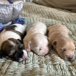 Bud - White male Coton de Tulear puppy in Freeport, Texas from H❤️PE COTONS