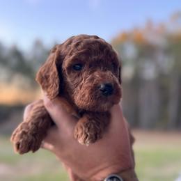 Krew - Red  male Poodle puppy in Osyka, Mississippi from Southern Sunshine Standards