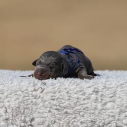 Bold Ruler - Blue and rust male Doberman Pinscher puppy in Commerce, Texas from Elitehaus