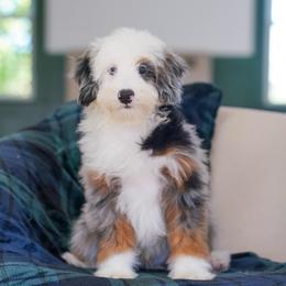 Milo - Blue merle male Bernedoodle puppy in Dundee, Ohio from Down Home Doodle