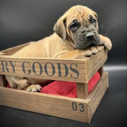 Girl 1 fawn - Fawn female Great Dane puppy in Grand Junction, Colorado from Top Brackett Danes