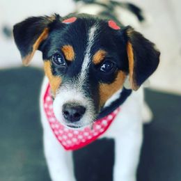 Russell Terriers from Jack Russell Golden State Warriors
