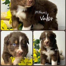 3 Valor - Red tri-color male Australian Shepherd puppy in Huntington, Texas from JKKJ Farms, LLC