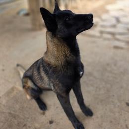 Tina Patina - Fawn sable female Belgian Malinois puppy in Elizabethton, Tennessee from Forever Family K9