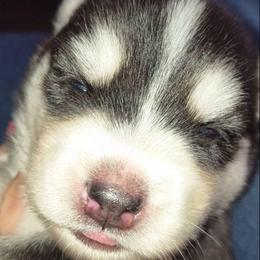 Azurielle - Sable and white female Siberian Husky puppy in Richland, Mississippi from Feazell’s Siberian Huskies