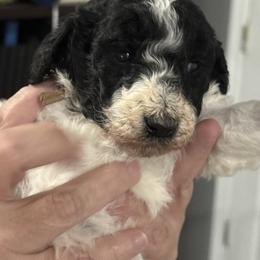 Rosemary - Parti female Poodle puppy in Calhoun, Georgia from Johnson Kennels