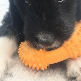 Bernedoodle Puppies from Sunset Family Farm
