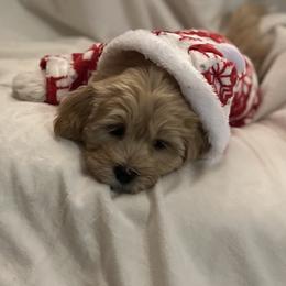 Havanese and Havapoo Puppies from Havanese With Love Breeding Co.