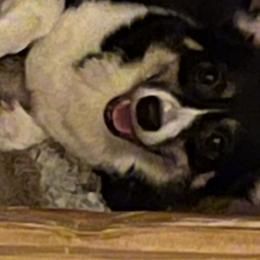 Lucy - Pembroke Welsh Corgi