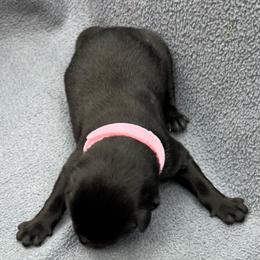 Girl 3 - Black and tan female German Shepherd puppy in Sharon Grove, Kentucky from Julie’s Shepherds