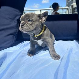 Nugget - Blue male French Bulldog puppy in Miami, Florida from Kehaulani's French Bulldogs