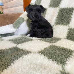Knight - Black male Miniature Schnauzer puppy in Rochester, Indiana from The_Schnauzer_House