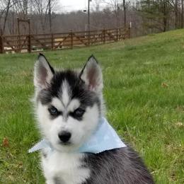 Siberian Husky Puppies from Kentucky Huskies
