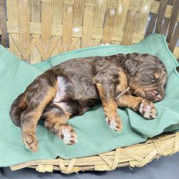 Marsha - Phantom female Goldendoodle puppy in Rome, Georgia from Victoria’s Designer Doodles