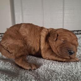 Chip - Red male Cavapoo puppy in Centerton, Arkansas from Velvet Paws Cavapoos