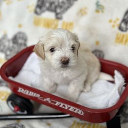 Boy 2 - Havanese puppy from La Brisa Havanese