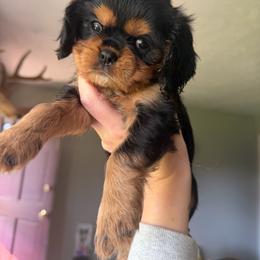 Tan1 - Black and tan female Cavalier King Charles Spaniel puppy in Hodgenville, Kentucky from Wise Cavaliers