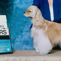 Cocker Spaniels from Symphony Cockers
