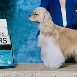 Cocker Spaniels from Symphony Cockers