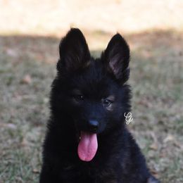 Little Nico - Sable male German Shepherd puppy in Dallas, Georgia from Cottonwood Kennel