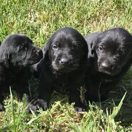 Labrador Retrievers from Wind River Labrador’s