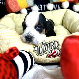 Chistery - Black and white Basset Hound puppy in Bremerton, Washington from Over the Rainbow Basset Hounds