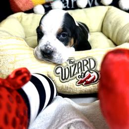 Chistery - Black and white Basset Hound puppy in Bremerton, Washington from Over the Rainbow Basset Hounds