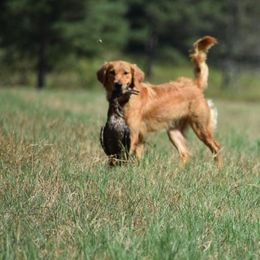 SHR Georgia  - Golden Retriever