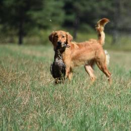 SHR Georgia  - Golden Retriever