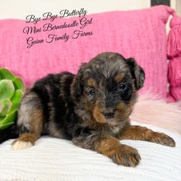 Bye Bye Butterfly - Merle female Bernedoodle puppy in Grove, Oklahoma from Guinn Family Farms