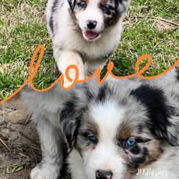 (1) Pilgram - Blue merle male Australian Shepherd puppy in Huntington, Texas from JKKJ Farms