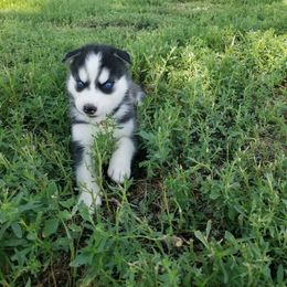 "Meeka x Togo summer 2023" Siberian Husky Puppies from Sininger lagoon
