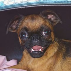 Chezzy - Brussels Griffon