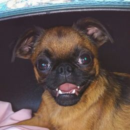 Chezzy - Brussels Griffon