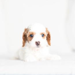 Topaz - Blenheim male Cavapoo puppy in Daphne, Alabama from Harper Doodles