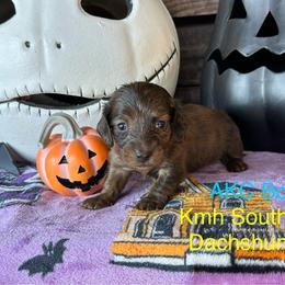 Yellow collar boy brindle - Brindle male Dachshund puppy in Statesville, North Carolina from Kmh Southern Dachshunds