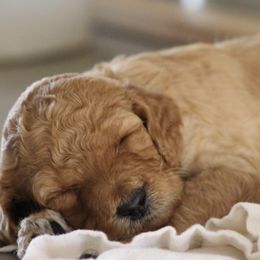 Goldendoodles from GAMMIE’S DOODLES