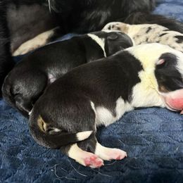 Border Collie Puppies from Wandering Meadows Farm