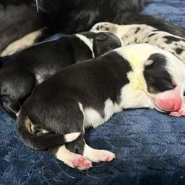 Border Collie Puppies from Wandering Meadows Farm