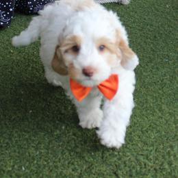 Ozzy - Caramel cream male Australian Labradoodle puppy in Provo, Utah from EllsWORTH Labradoodles LLC