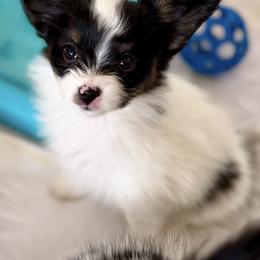 Tiny - White black and tan female Papillon puppy in Woods Cross, Utah from Cloud Papillon