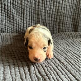Bluey - Blue merle female Australian Shepherd puppy in Hillsboro, Oregon from A&D Australian Shepherds